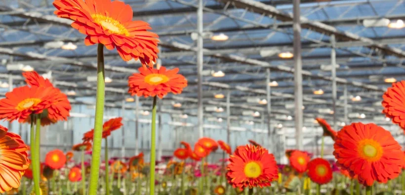Medewerker Gerbera’s